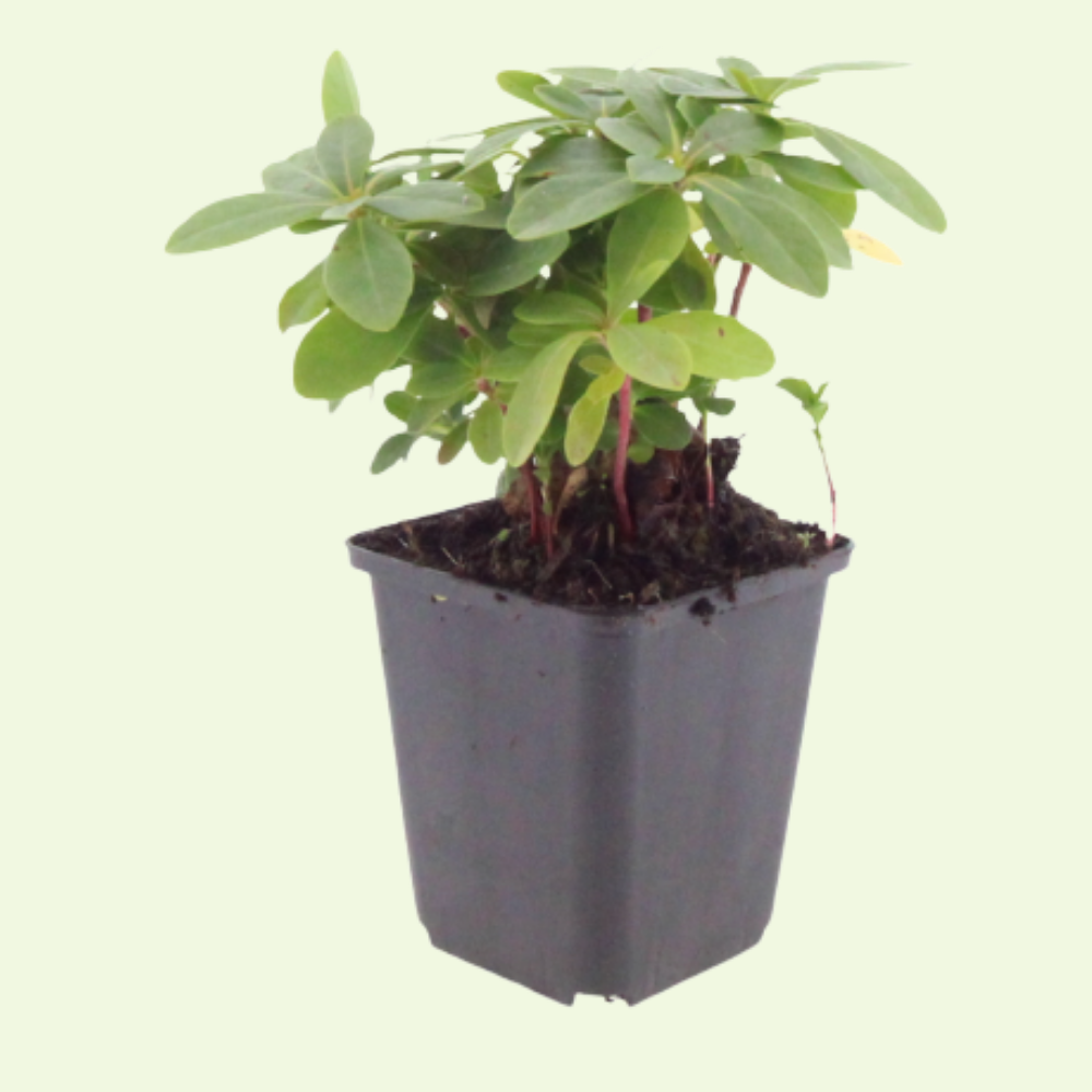 3 Amandelwolfsmelk ‘Euphorbia amygdaloides Robbiae’ Ø9 cm ↕15 cm