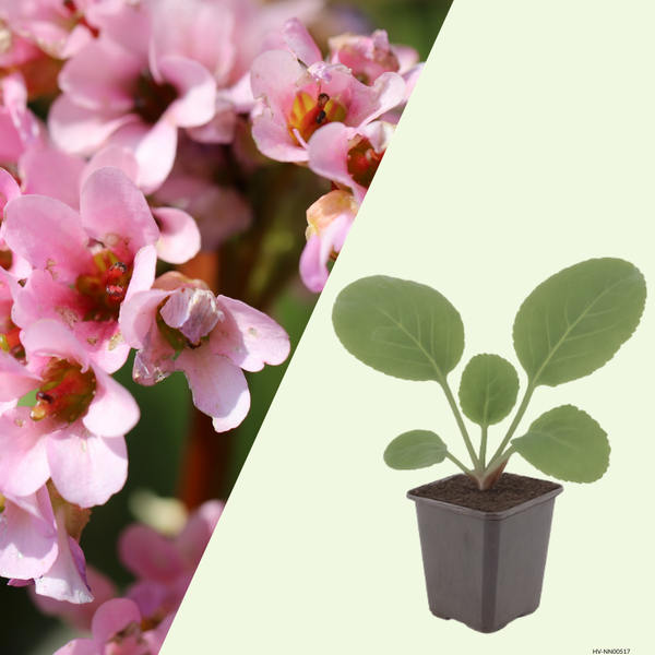 Bergenia cordifolia (Schoenlappersplant set van 3) Wintergroene borderplant