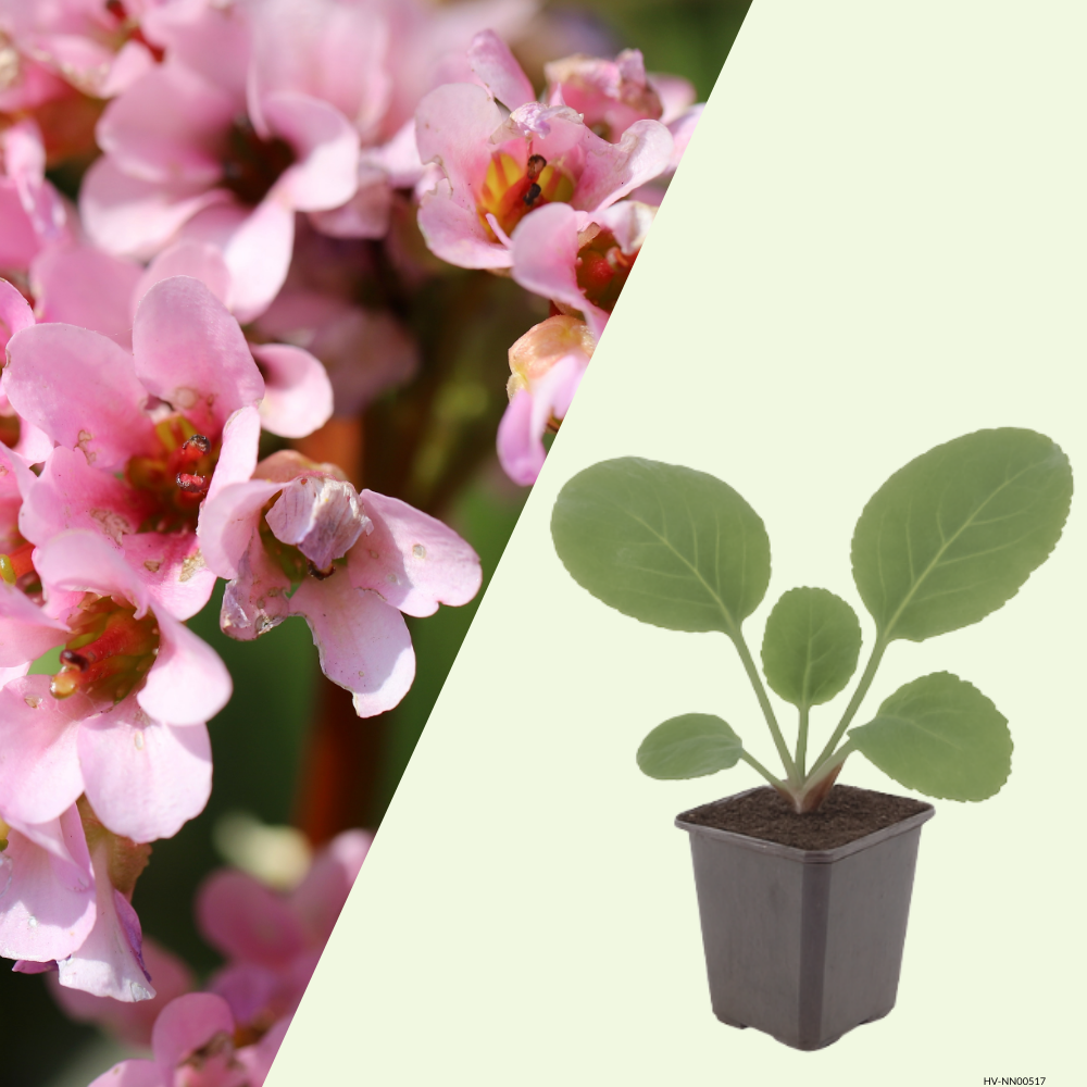 Bergenia cordifolia (Schoenlappersplant set van 3) Wintergroene borderplant