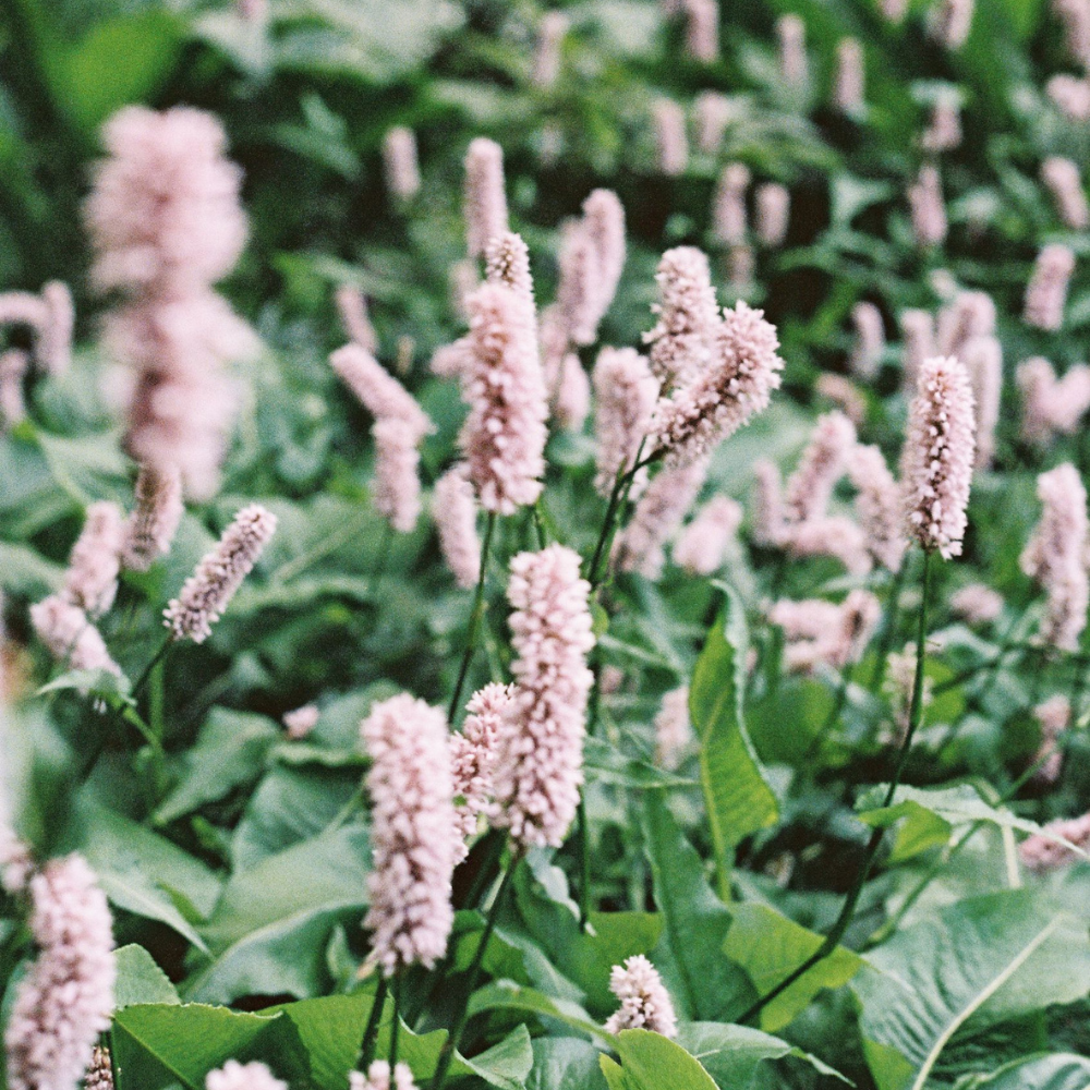 3 Adderwortel ‘Persicaria bistorta Superba’ Ø9 cm ↕15 cm