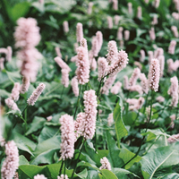 3 Adderwortel ‘Persicaria bistorta Superba’ Ø9 cm ↕15 cm