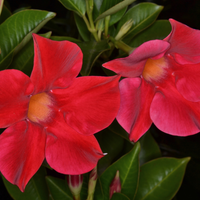 Dipladenia sanderi (mandevilla rood) set van 3, klimplant voor balkon en terras