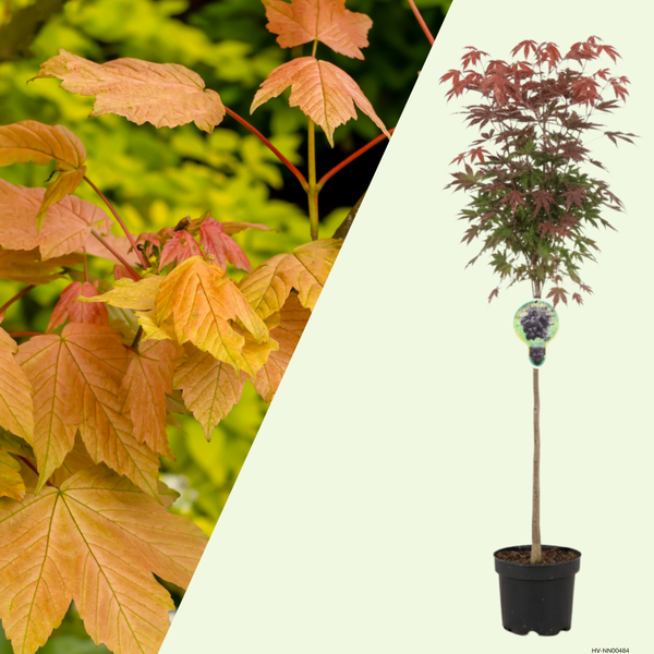 1 Bonte Esdoorn Boom ‘Acer pseudoplatanus Brilliantissimum’ Ø21 cm ↕100 cm Stam 80 cm