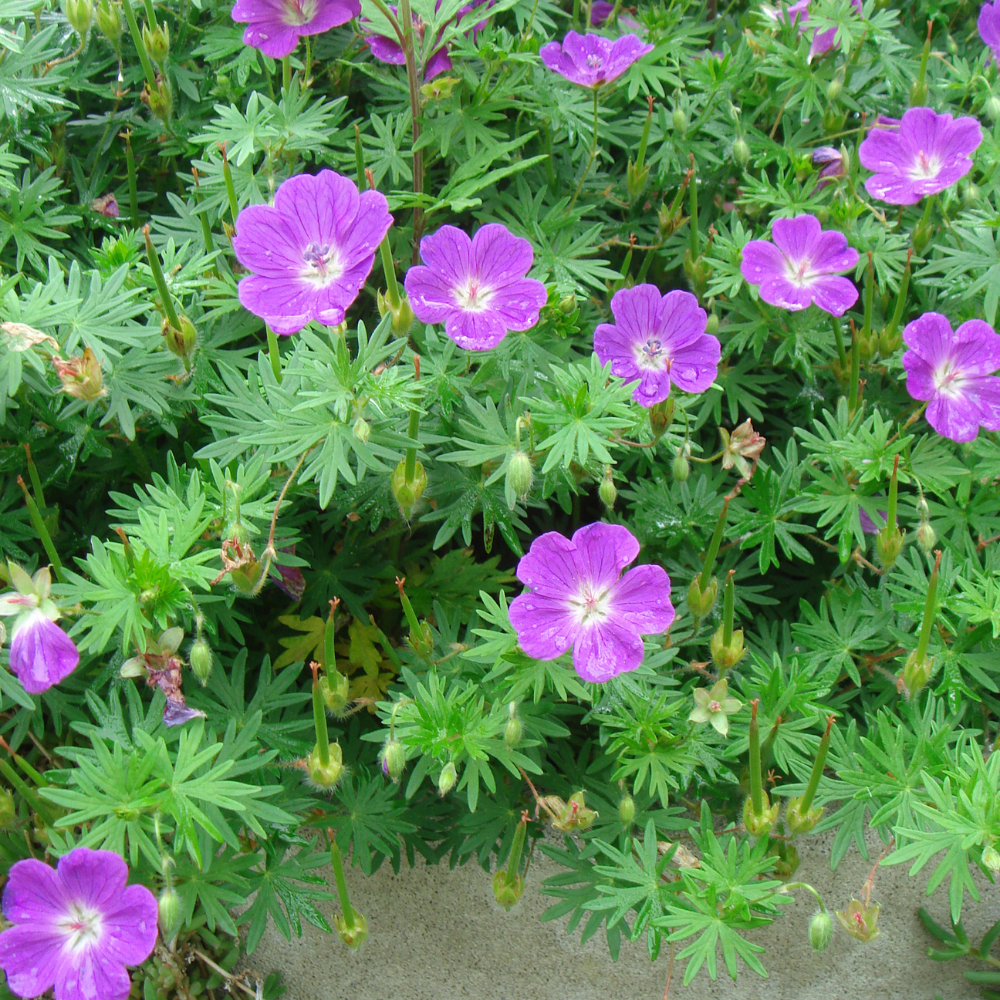 3 Ooievaarsbek ‘Geranium sanguineum’ Ø9 cm ↕15 cm