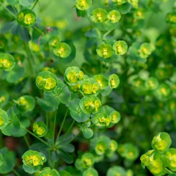 3 Amandelwolfsmelk ‘Euphorbia amygdaloides Robbiae’ Ø9 cm ↕15 cm