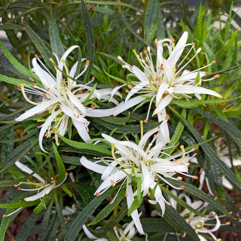 Rhododendron Azalea StarStyle White (Azalea StarStyle White) Set van 6,  Witte bloemen voor halfschaduw