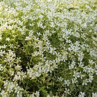 3 Hoornbloem ‘Cerastium tomentosum’ Ø9 cm ↕15 cm