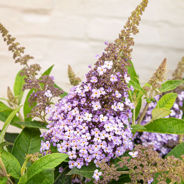 Buddleja Butterfly Candy Lila Sweetheart (Vlinderstruik) Lila bloemen voor vlinders