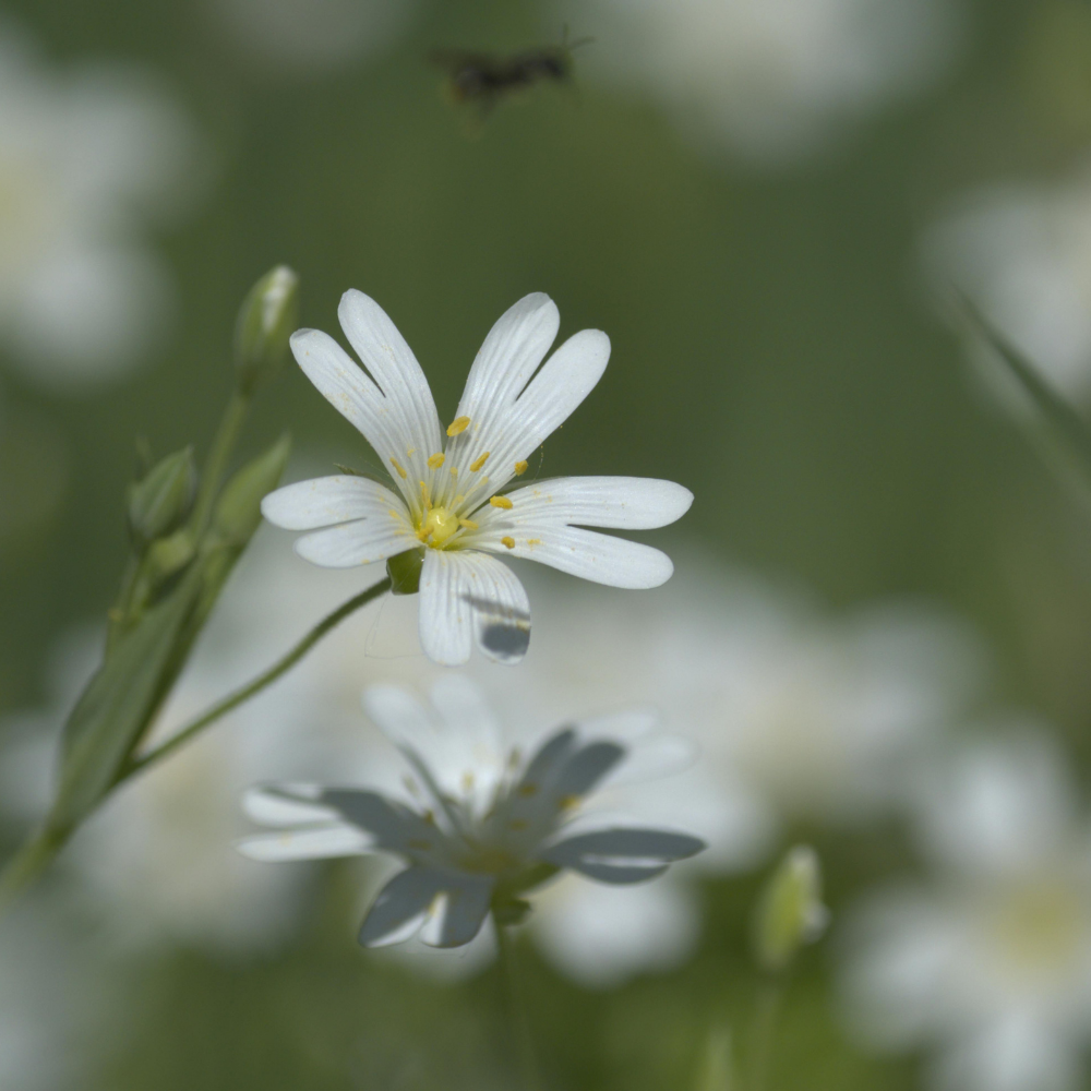 3 Hoornbloem ‘Cerastium tomentosum’ Ø9 cm ↕15 cm
