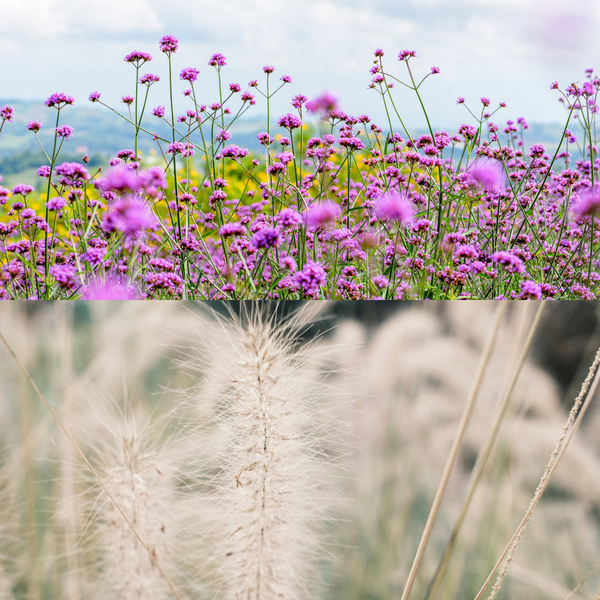 NatureNest Border Package Stella