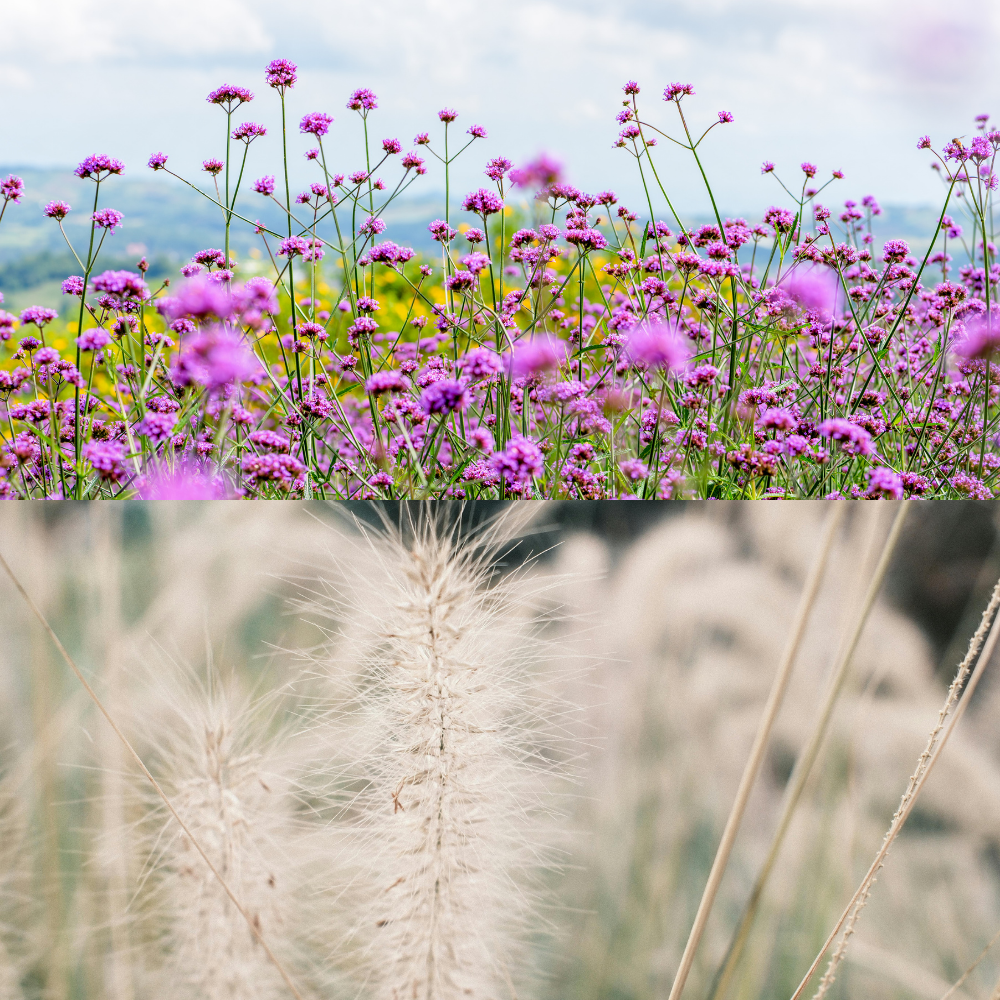 NatureNest Border Package Stella