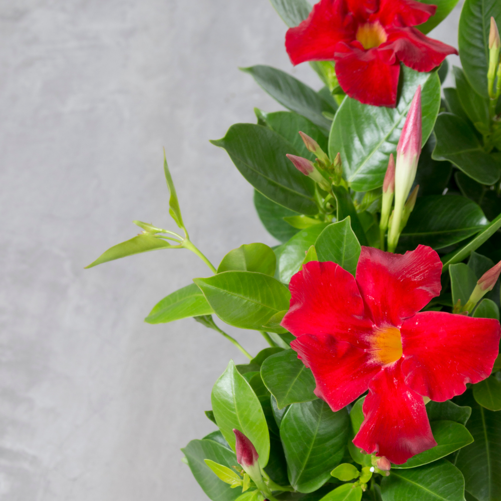 Dipladenia sanderi (mandevilla rood) set van 3, klimplant voor balkon en terras