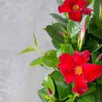 Dipladenia sanderi (mandevilla rood) set van 3, klimplant voor balkon en terras