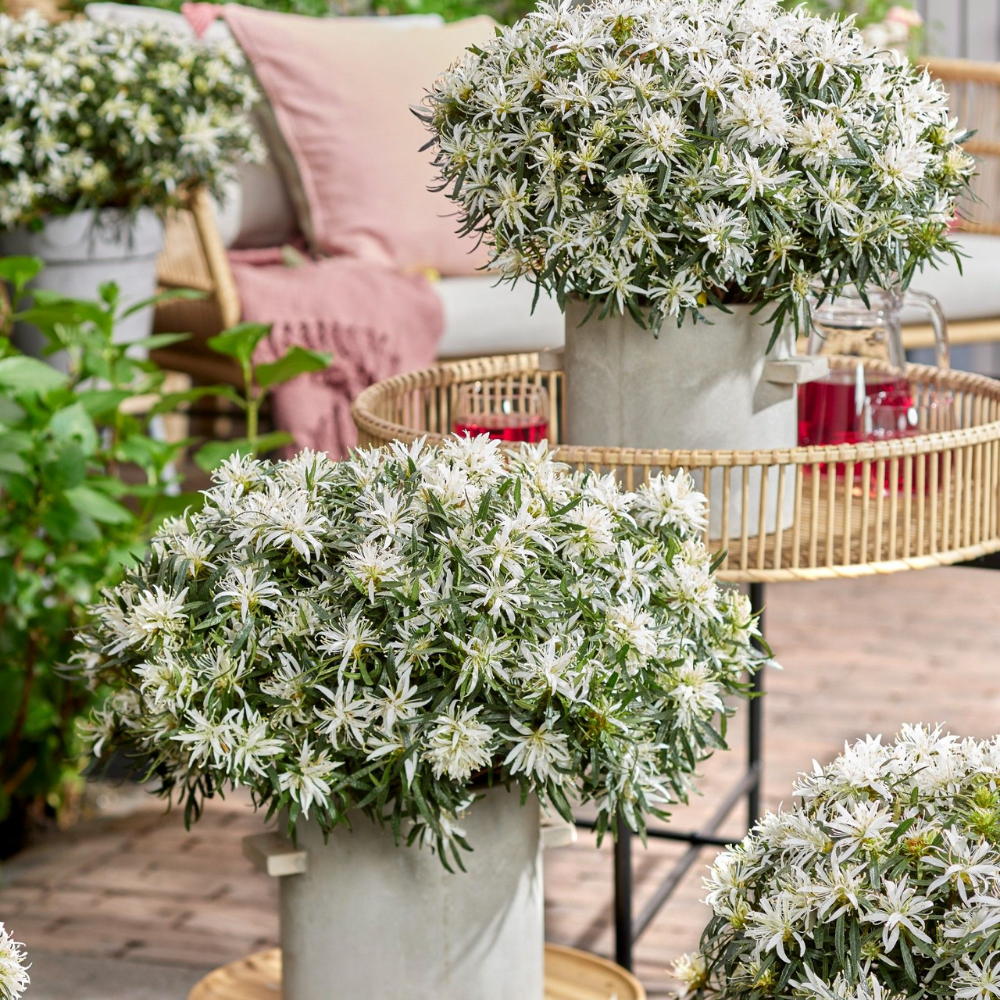 Rhododendron Azalea StarStyle White (Azalea StarStyle White) Set van 6,  Witte bloemen voor halfschaduw