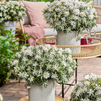 Rhododendron Azalea StarStyle White (Azalea StarStyle White) Set van 6,  Witte bloemen voor halfschaduw
