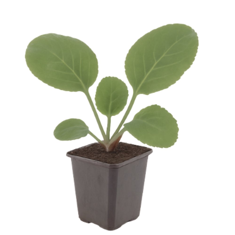 Bergenia cordifolia (Schoenlappersplant set van 3) Wintergroene borderplant