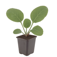 Bergenia cordifolia (Schoenlappersplant set van 3) Wintergroene borderplant