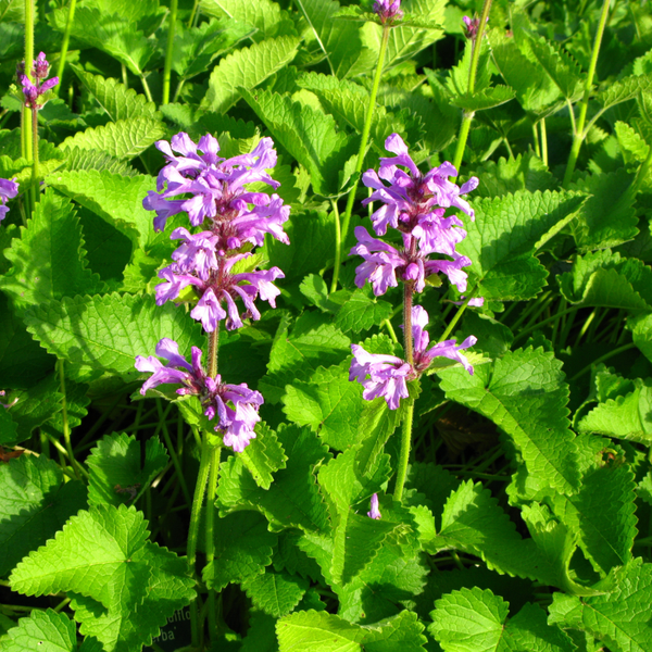 3 Andoorn ‘Stachys monieri Hummelo’ Ø9 cm ↕15 cm
