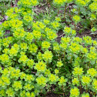 3 Amandelwolfsmelk ‘Euphorbia amygdaloides Robbiae’ Ø9 cm ↕15 cm
