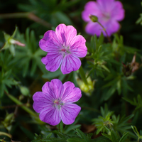 3 Ooievaarsbek ‘Geranium sanguineum’ Ø9 cm ↕15 cm