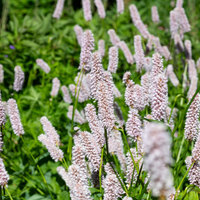 3 Adderwortel ‘Persicaria bistorta Superba’ Ø9 cm ↕15 cm