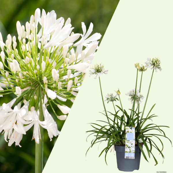 1 Agapanthus wit ‘Agapanthus’ Ø23 cm ↕80 cm