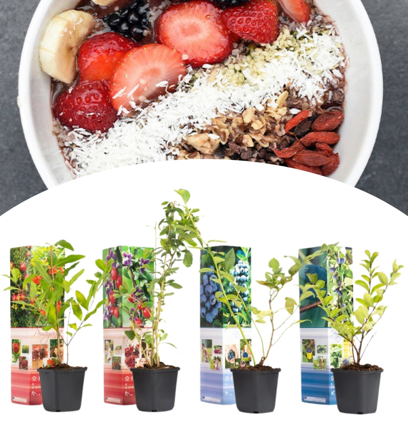 OH2 Lot de 4 plantes fruitières Powerfoods