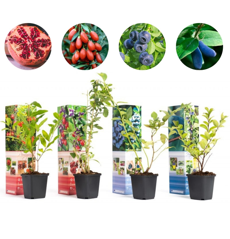 OH2 Lot de 4 plantes fruitières Powerfoods