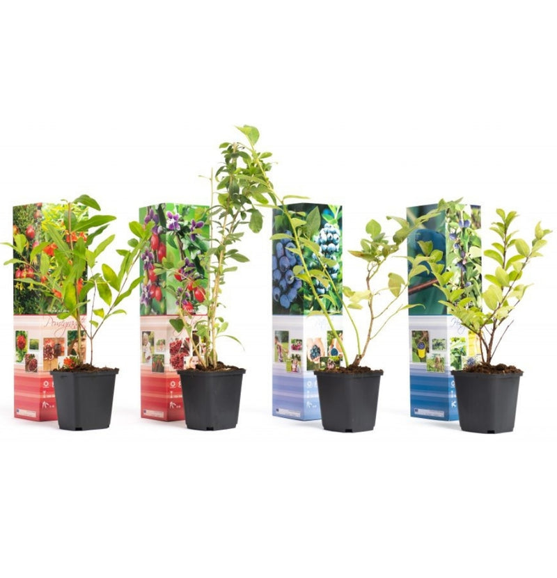 OH2 Lot de 4 plantes fruitières Powerfoods