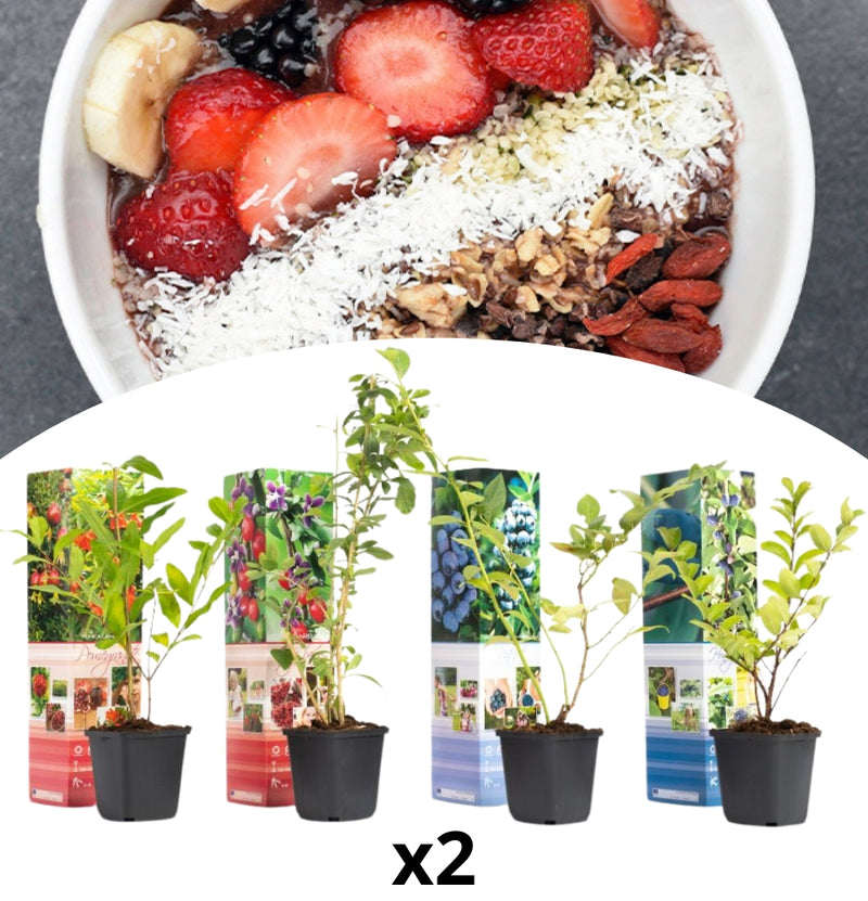 OH2 Lot de 8 plantes fruitières Powerfoods