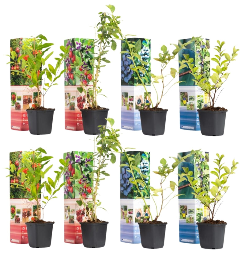 OH2 Lot de 8 plantes fruitières Powerfoods