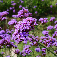 NatureNest Border Package Stella