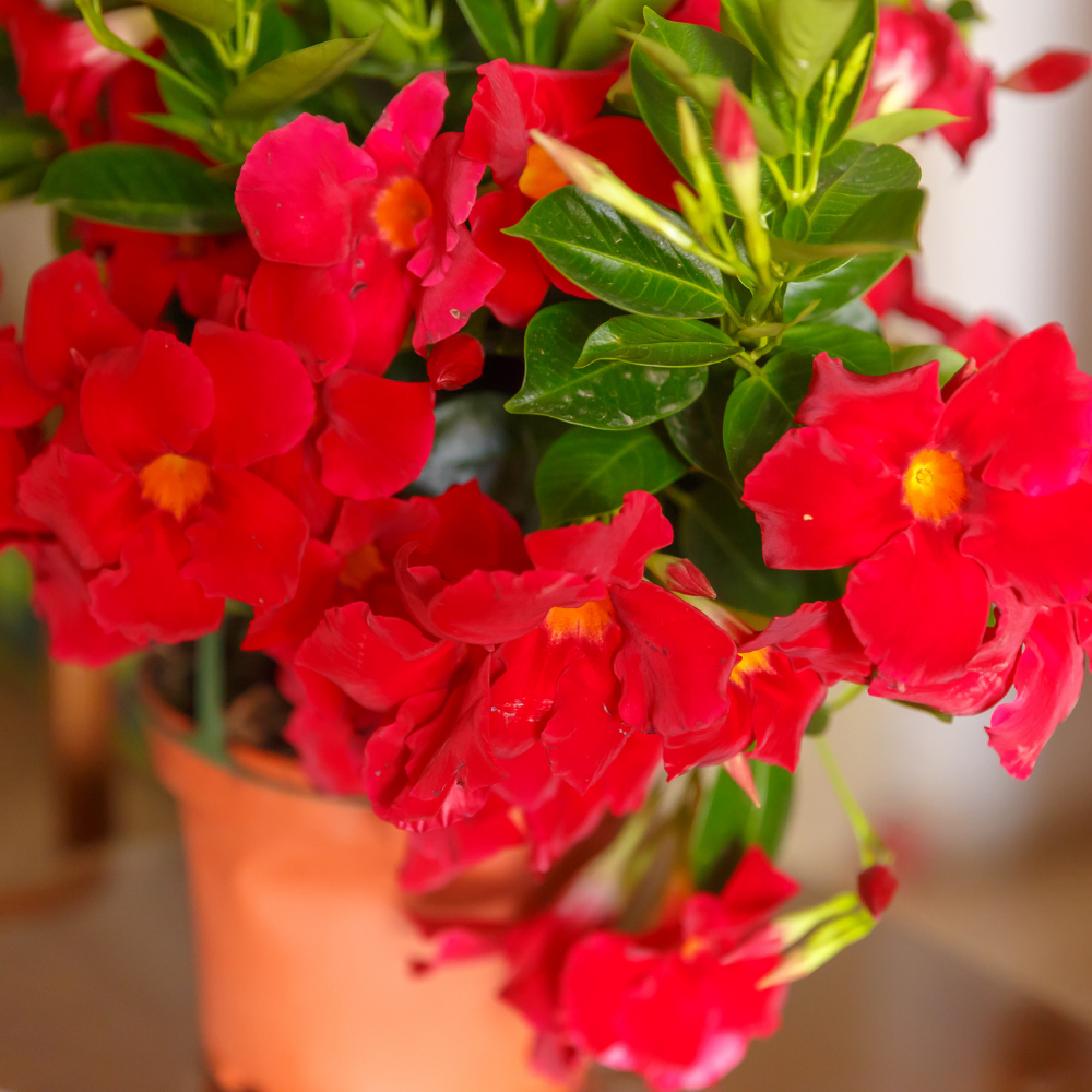 Dipladenia sanderi (mandevilla rood) set van 3, klimplant voor balkon en terras