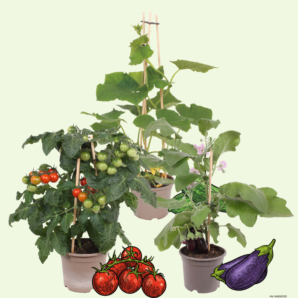 3 BIO groente planten 'Balkon Bistro'Ø14 cm ↕40 cm