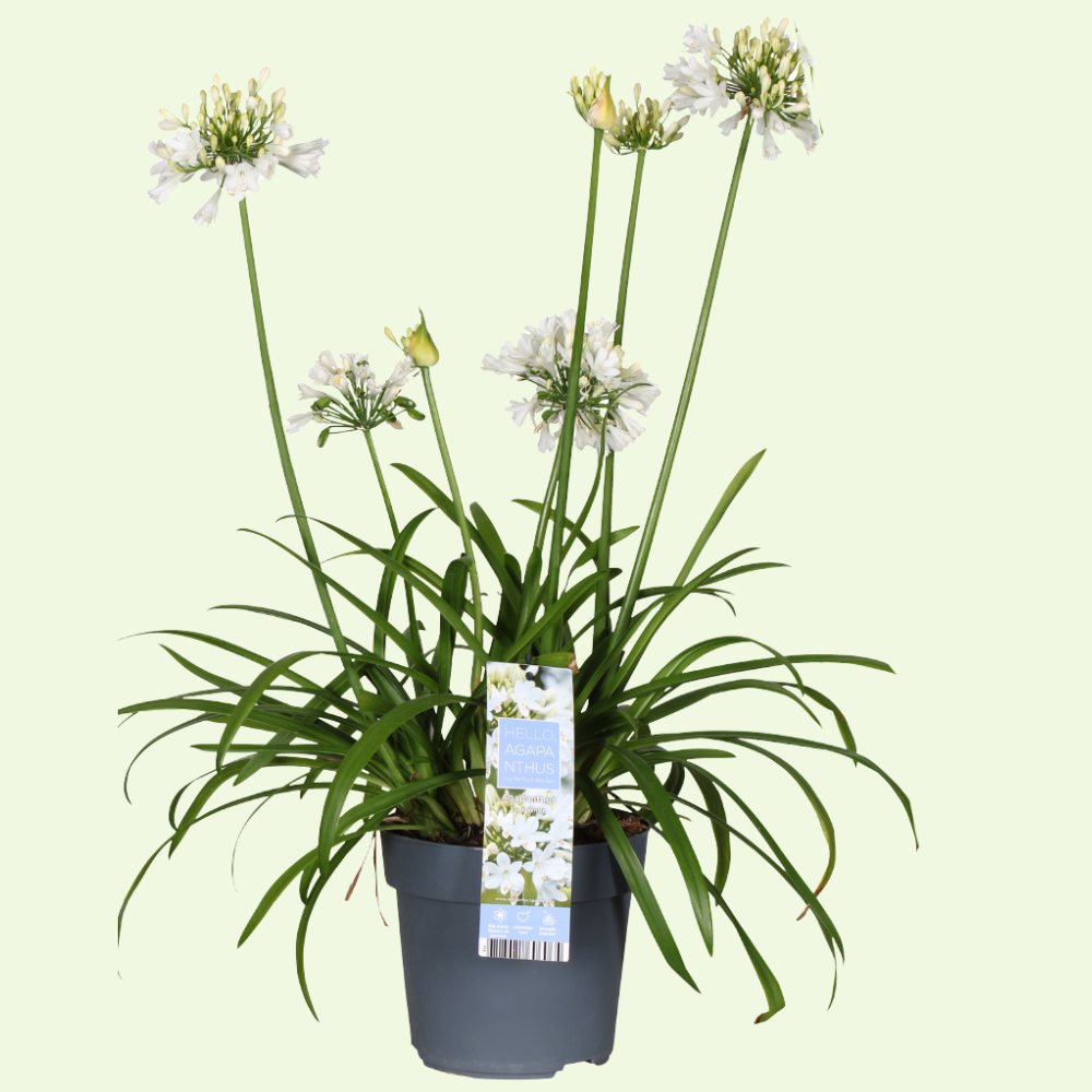 1 Agapanthus wit ‘Agapanthus’ Ø23 cm ↕80 cm