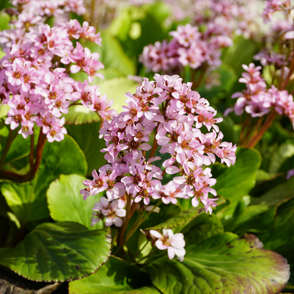 Bergenia cordifolia (Schoenlappersplant set van 3) Wintergroene borderplant