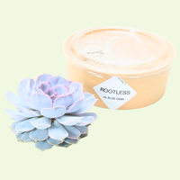 1 Succulent ‘Echeveria Lilacina’ Ø12–14 cm ↕5 cm