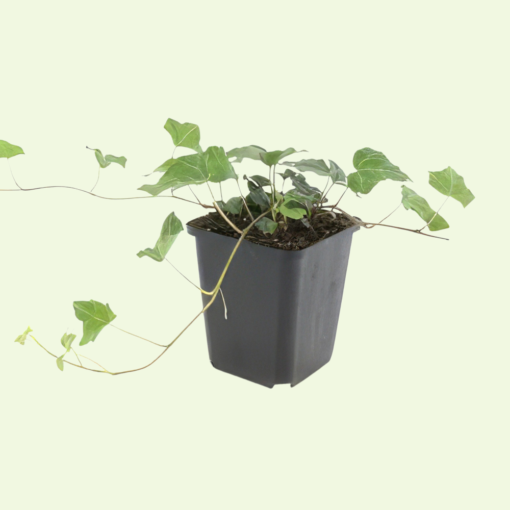 3 Klimopplanten ‘Hedera helix Glacier’ Ø9 cm ↕15 cm