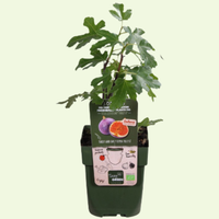 3 Fig Tree Plants | 100% Organic Fruit Plants | Hardy Fig Trees