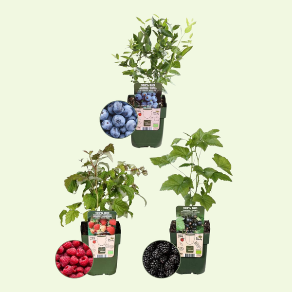 Bio Fruitplanten Mix (Vruchten Feestje) - Set van 3
