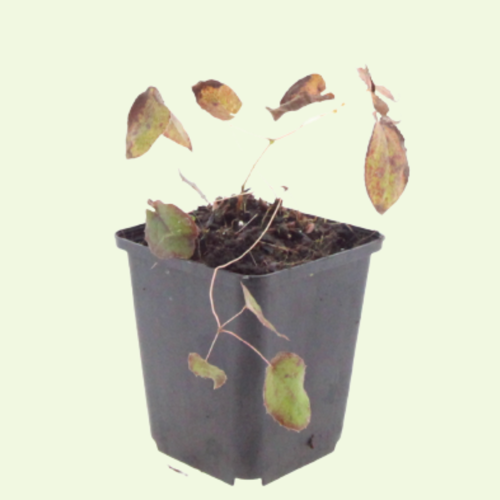 3 Elfenbloem ‘Epimedium rubrum’ Ø9 cm ↕15 cm