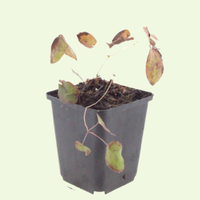 3 Elfenbloem ‘Epimedium rubrum’ Ø9 cm ↕15 cm