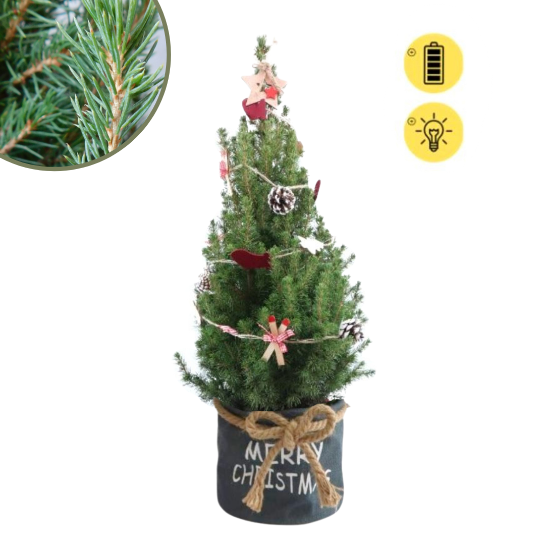 Weihnachtsbaum Picea Conica mit Winterlight-Ski-Beleuchtung in Xmas Bag Blue