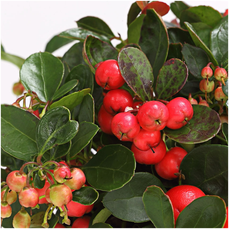 Gaultheria 'Big Berry'® en Zinc Santa con reno - juego de 2 piezas