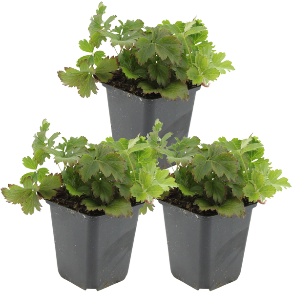 3 Goldene Erdbeerpflanzen | Waldsteinia ternata | Gartenpflanzen | Pflanzen