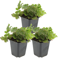 3 Goldene Erdbeerpflanzen | Waldsteinia ternata | Gartenpflanzen | Pflanzen