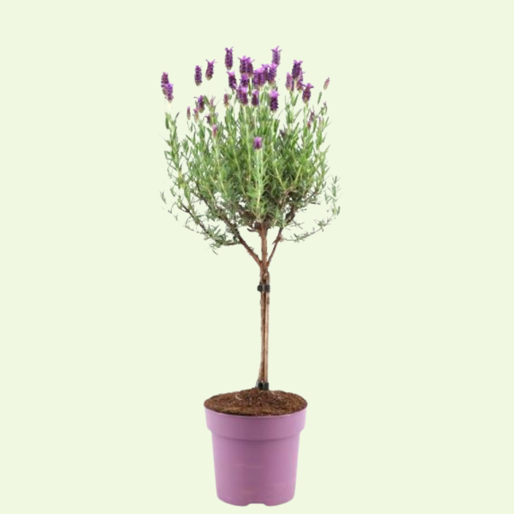 Set of 2 French lavender plants on stem in decorative pot 'Deluxe' | 2 x Ø15 cm - ↕50 cm