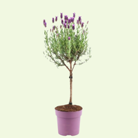 Set of 2 French lavender plants on stem in decorative pot 'Deluxe' | 2 x Ø15 cm - ↕50 cm
