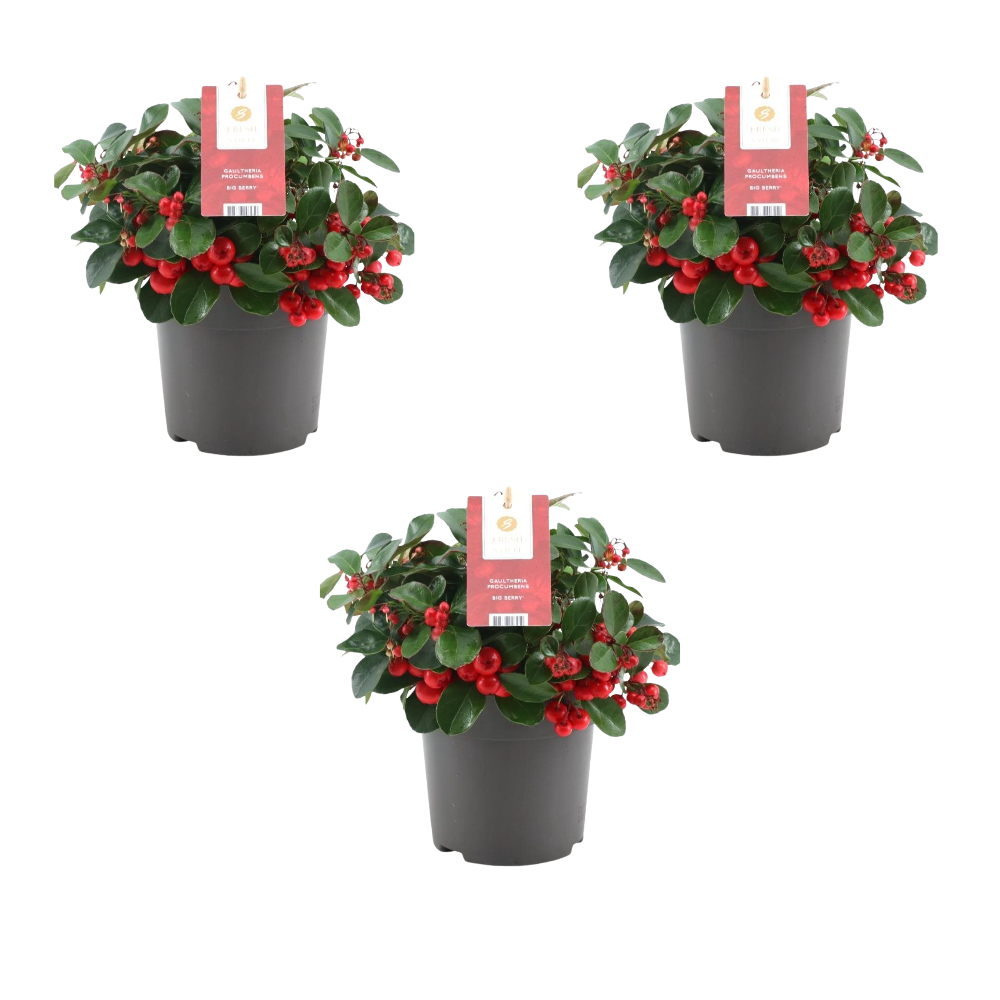 Set of 3 Mountain Tea Plants | 3x Gaultheria procumbens Big Berry Ø 12 cm ↕ 20 cm