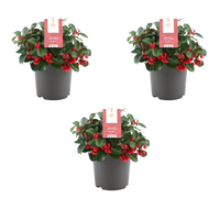 Set of 3 Mountain Tea Plants | 3x Gaultheria procumbens Big Berry Ø 12 cm ↕ 20 cm